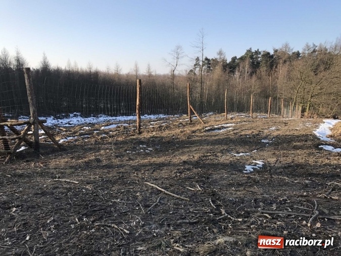 Zdjęcie w galerii na portalu naszraciborz.pl: Leśnicy wycięli kolejny fragment lasu Urbanek na granicy Tworkowa i Bolesławia wiadomości z regionu