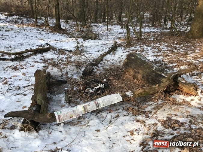 Zdjęcie w galerii na portalu naszraciborz.pl: Leśnicy wycięli kolejny fragment lasu Urbanek na granicy Tworkowa i Bolesławia wiadomości z regionu