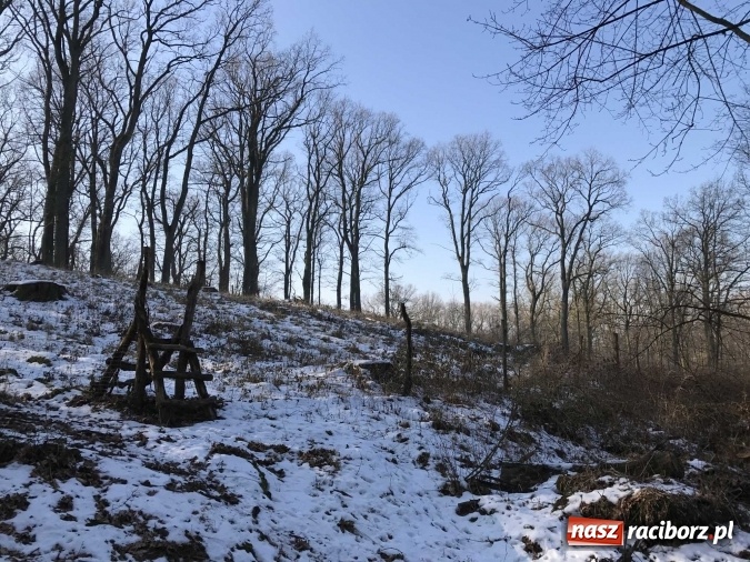 Zdjęcie w galerii na portalu naszraciborz.pl: Leśnicy wycięli kolejny fragment lasu Urbanek na granicy Tworkowa i Bolesławia wiadomości z regionu