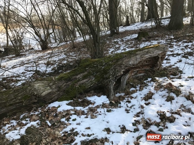 Zdjęcie w galerii na portalu naszraciborz.pl: Leśnicy wycięli kolejny fragment lasu Urbanek na granicy Tworkowa i Bolesławia wiadomości z regionu