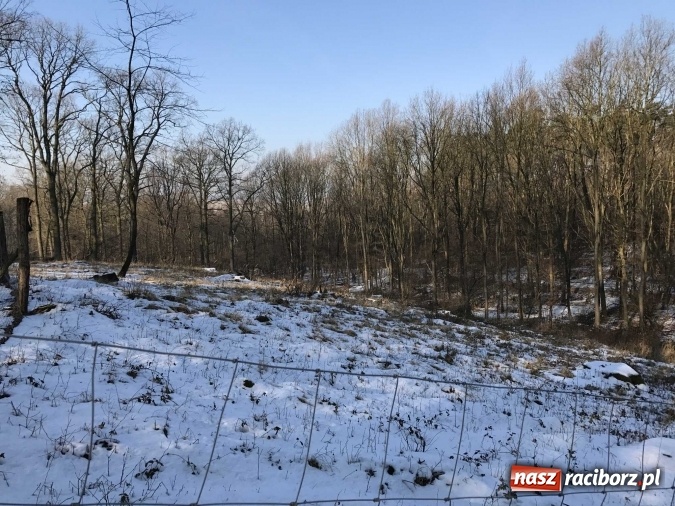Zdjęcie w galerii na portalu naszraciborz.pl: Leśnicy wycięli kolejny fragment lasu Urbanek na granicy Tworkowa i Bolesławia wiadomości z regionu