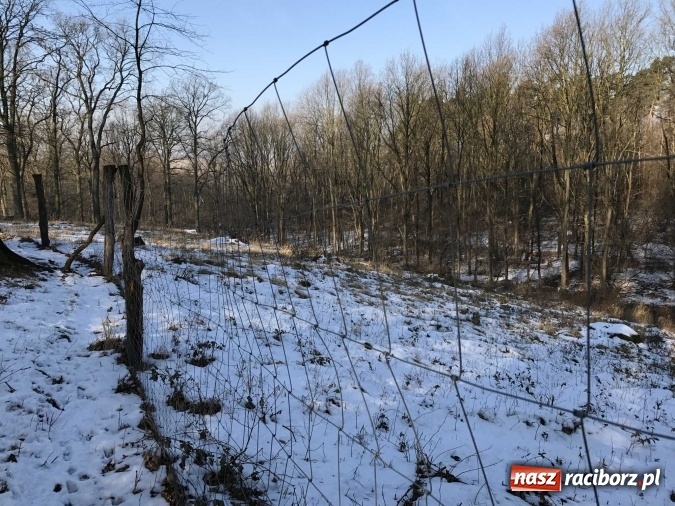 Zdjęcie w galerii na portalu naszraciborz.pl: Leśnicy wycięli kolejny fragment lasu Urbanek na granicy Tworkowa i Bolesławia wiadomości z regionu