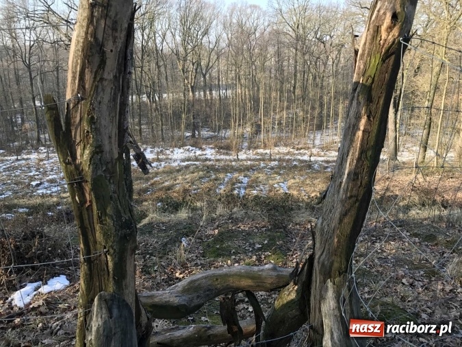 Zdjęcie w galerii na portalu naszraciborz.pl: Leśnicy wycięli kolejny fragment lasu Urbanek na granicy Tworkowa i Bolesławia wiadomości z regionu