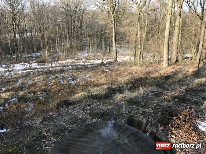Zdjęcie w galerii na portalu naszraciborz.pl: Leśnicy wycięli kolejny fragment lasu Urbanek na granicy Tworkowa i Bolesławia wiadomości z regionu