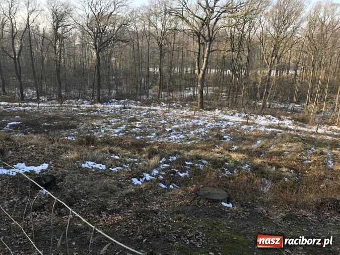 Zdjęcie w galerii na portalu naszraciborz.pl: Leśnicy wycięli kolejny fragment lasu Urbanek na granicy Tworkowa i Bolesławia wiadomości z regionu