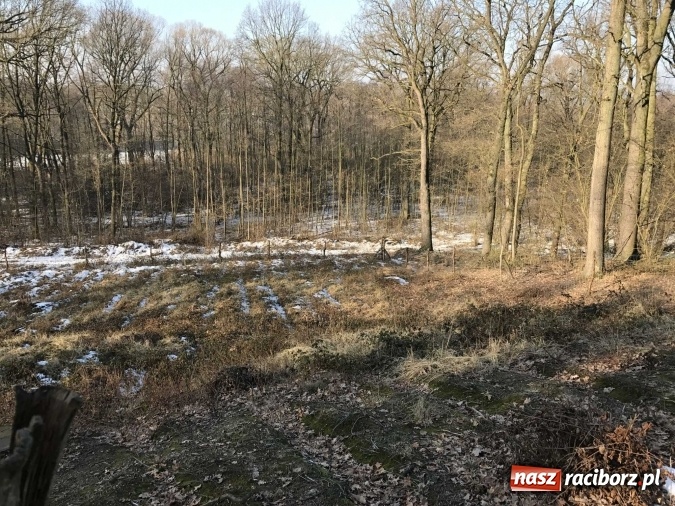 Zdjęcie w galerii na portalu naszraciborz.pl: Leśnicy wycięli kolejny fragment lasu Urbanek na granicy Tworkowa i Bolesławia wiadomości z regionu