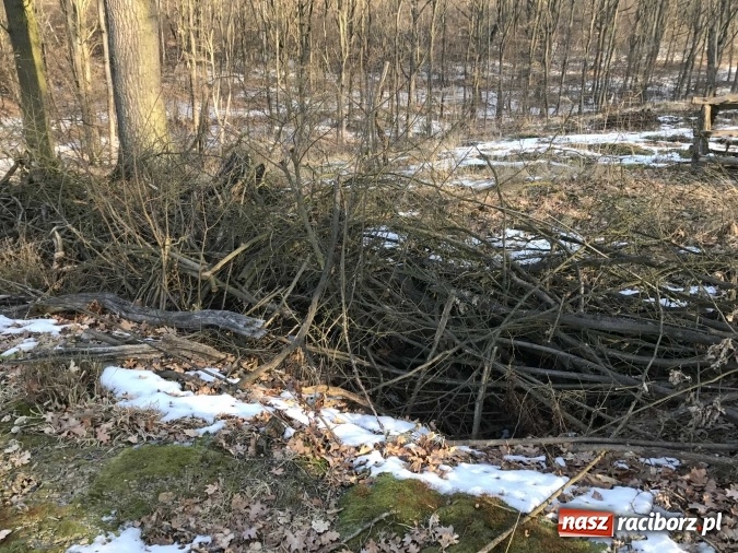 Zdjęcie w galerii na portalu naszraciborz.pl: Leśnicy wycięli kolejny fragment lasu Urbanek na granicy Tworkowa i Bolesławia wiadomości z regionu