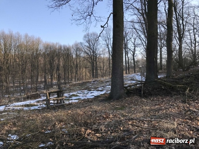 Zdjęcie w galerii na portalu naszraciborz.pl: Leśnicy wycięli kolejny fragment lasu Urbanek na granicy Tworkowa i Bolesławia wiadomości z regionu