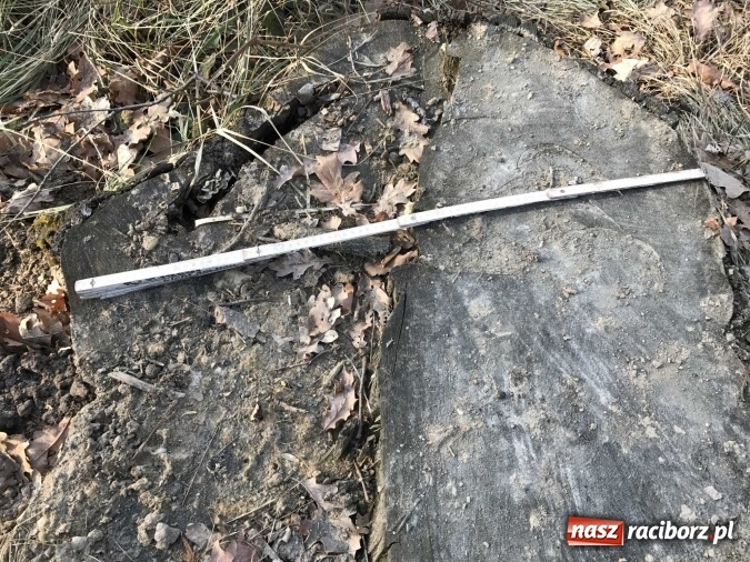 Zdjęcie w galerii na portalu naszraciborz.pl: Leśnicy wycięli kolejny fragment lasu Urbanek na granicy Tworkowa i Bolesławia wiadomości z regionu