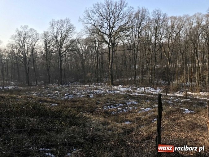 Zdjęcie w galerii na portalu naszraciborz.pl: Leśnicy wycięli kolejny fragment lasu Urbanek na granicy Tworkowa i Bolesławia wiadomości z regionu