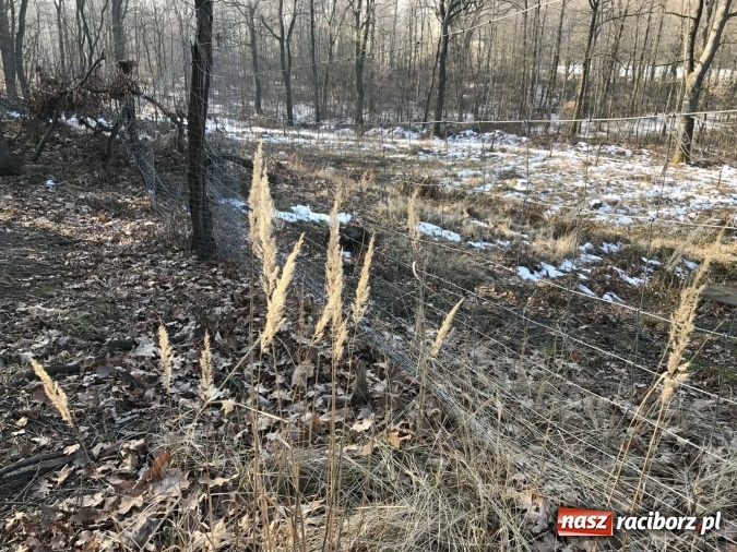 Zdjęcie w galerii na portalu naszraciborz.pl: Leśnicy wycięli kolejny fragment lasu Urbanek na granicy Tworkowa i Bolesławia wiadomości z regionu