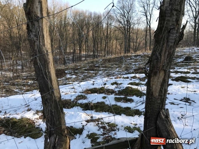 Zdjęcie w galerii na portalu naszraciborz.pl: Leśnicy wycięli kolejny fragment lasu Urbanek na granicy Tworkowa i Bolesławia wiadomości z regionu