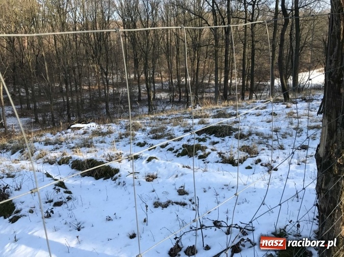 Zdjęcie w galerii na portalu naszraciborz.pl: Leśnicy wycięli kolejny fragment lasu Urbanek na granicy Tworkowa i Bolesławia wiadomości z regionu