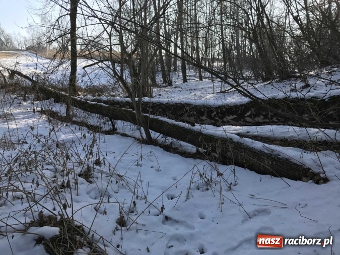 Zdjęcie w galerii na portalu naszraciborz.pl: Leśnicy wycięli kolejny fragment lasu Urbanek na granicy Tworkowa i Bolesławia wiadomości z regionu