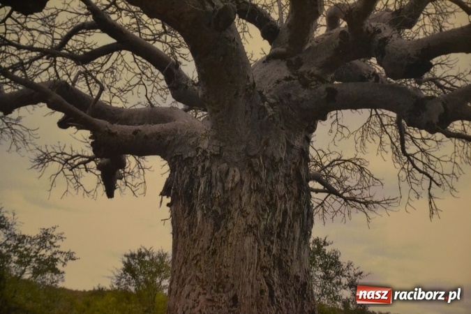 Zdjęcie w galerii na portalu naszraciborz.pl: Z bliska i z daleka - wernisaż wystawy fotografii Wiktora Luci na Zamku Piastowskim wiadomości z regionu