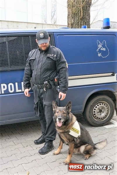 Zdjęcie w galerii na portalu naszraciborz.pl: Raciborzanin odnaleziony. Pom&oacute;gł pies Bard wiadomości z regionu