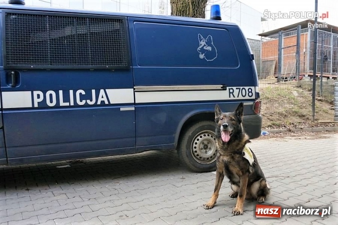 Zdjęcie w galerii na portalu naszraciborz.pl: Raciborzanin odnaleziony. Pom&oacute;gł pies Bard wiadomości z regionu