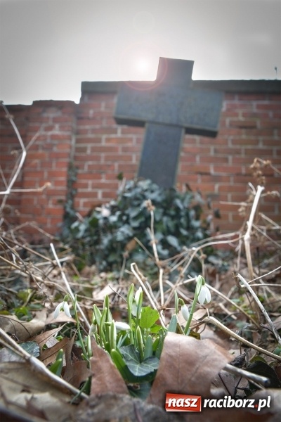 Zdjęcie w galerii na portalu naszraciborz.pl: Zapomniany cmentarz ewangelicki przy Starowiejskiej wiadomości z regionu