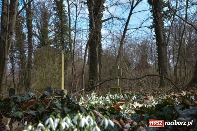 Zdjęcie w galerii na portalu naszraciborz.pl: Zapomniany cmentarz ewangelicki przy Starowiejskiej wiadomości z regionu
