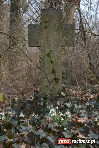 Zdjęcie w galerii na portalu naszraciborz.pl: Zapomniany cmentarz ewangelicki przy Starowiejskiej wiadomości z regionu