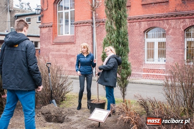 Zdjęcie w galerii na portalu naszraciborz.pl: Poseł Gabriela Lenartowicz posadziła drzewo na 40-lecie ZSOMS wiadomości z regionu