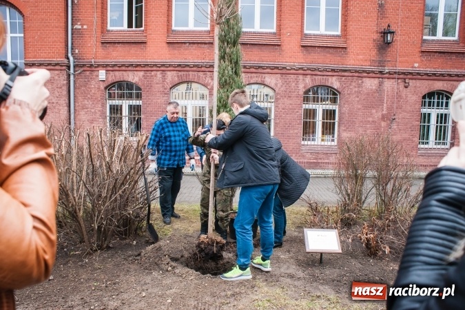 Zdjęcie w galerii na portalu naszraciborz.pl: Poseł Gabriela Lenartowicz posadziła drzewo na 40-lecie ZSOMS wiadomości z regionu