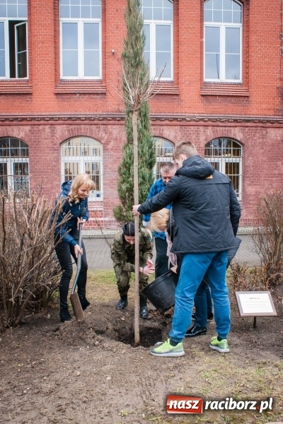 Zdjęcie w galerii na portalu naszraciborz.pl: Poseł Gabriela Lenartowicz posadziła drzewo na 40-lecie ZSOMS wiadomości z regionu