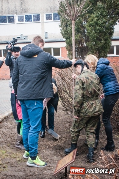 Zdjęcie w galerii na portalu naszraciborz.pl: Poseł Gabriela Lenartowicz posadziła drzewo na 40-lecie ZSOMS wiadomości z regionu