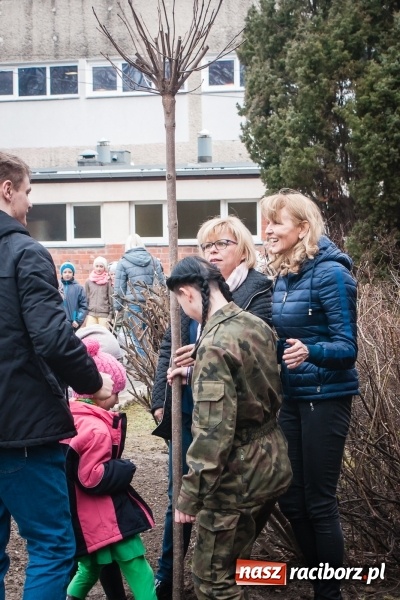 Zdjęcie w galerii na portalu naszraciborz.pl: Poseł Gabriela Lenartowicz posadziła drzewo na 40-lecie ZSOMS wiadomości z regionu