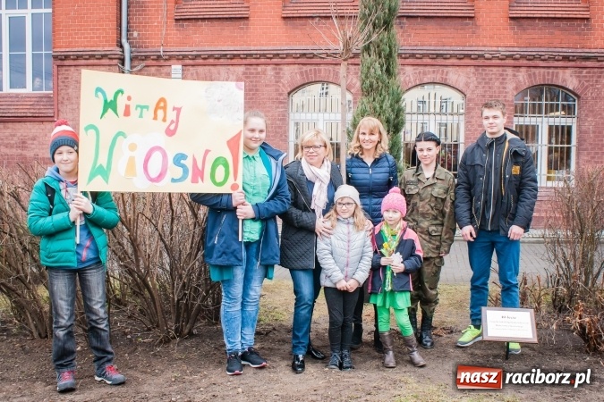 Zdjęcie w galerii na portalu naszraciborz.pl: Poseł Gabriela Lenartowicz posadziła drzewo na 40-lecie ZSOMS wiadomości z regionu