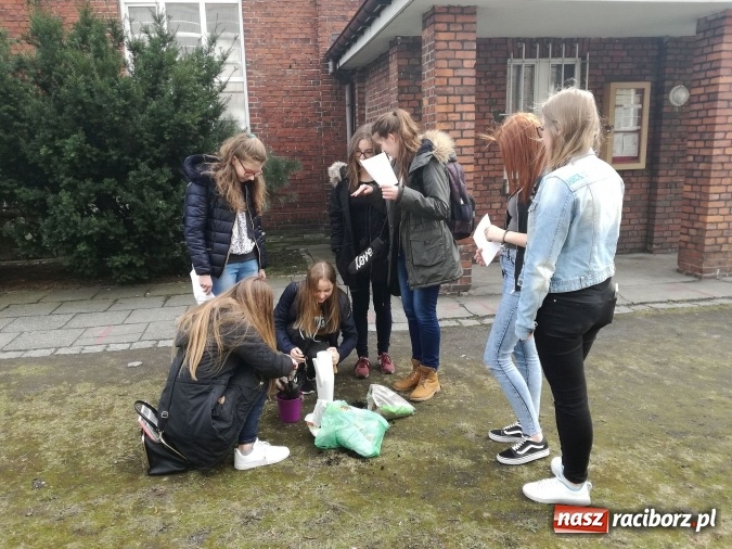 Zdjęcie w galerii na portalu naszraciborz.pl: Pierwszy Dzień Wiosny z CKZiU nr 1 w Raciborzu  wiadomości z regionu
