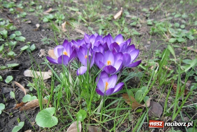 Zdjęcie w galerii na portalu naszraciborz.pl: Święto latawca w Szkole Podstawowej nr 13 wiadomości z regionu