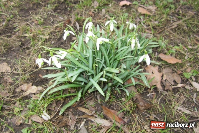 Zdjęcie w galerii na portalu naszraciborz.pl: Święto latawca w Szkole Podstawowej nr 13 wiadomości z regionu