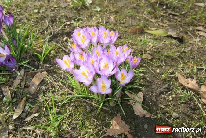 Zdjęcie w galerii na portalu naszraciborz.pl: Święto latawca w Szkole Podstawowej nr 13 wiadomości z regionu