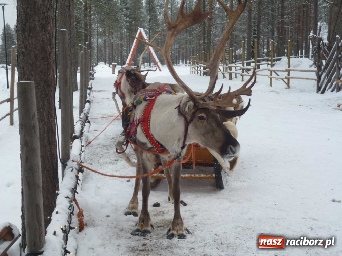 Zdjęcie w galerii na portalu naszraciborz.pl: Nauczyciele z tworkowskiej szkoły z wizytą w fińskim Rovaniemi w ramach projektu Erasmus+ wiadomości z regionu