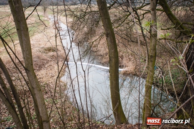 Zdjęcie w galerii na portalu naszraciborz.pl: Skandal w Markowicach. Olej napędowy z wywr&oacute;conej ciężar&oacute;wki zatruwał ciek wodny przy rezerwacie Łężczok! wiadomości z regionu