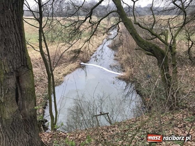 Zdjęcie w galerii na portalu naszraciborz.pl: Skandal w Markowicach. Olej napędowy z wywr&oacute;conej ciężar&oacute;wki zatruwał ciek wodny przy rezerwacie Łężczok! wiadomości z regionu
