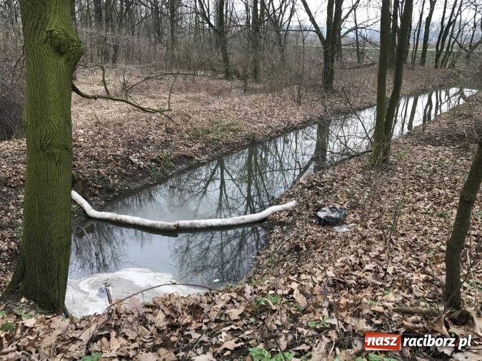 Zdjęcie w galerii na portalu naszraciborz.pl: Skandal w Markowicach. Olej napędowy z wywr&oacute;conej ciężar&oacute;wki zatruwał ciek wodny przy rezerwacie Łężczok! wiadomości z regionu