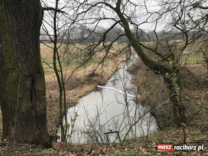 Zdjęcie w galerii na portalu naszraciborz.pl: Skandal w Markowicach. Olej napędowy z wywr&oacute;conej ciężar&oacute;wki zatruwał ciek wodny przy rezerwacie Łężczok! wiadomości z regionu