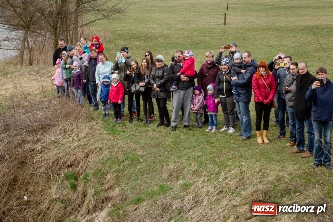 Zdjęcie w galerii na portalu naszraciborz.pl: Rudzka wąskotor&oacute;wka przywitała wiosnę wiadomości z regionu