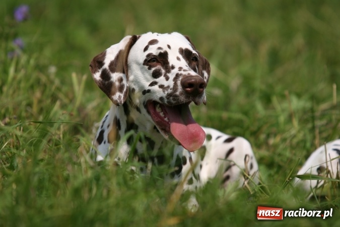 Zdjęcie w galerii na portalu naszraciborz.pl: Gryzący wrogowie - chroń swojego pupila przed kleszczami, pchłami i komarami wiadomości z regionu