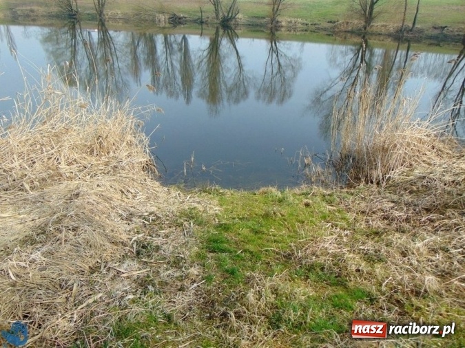 Zdjęcie w galerii na portalu naszraciborz.pl: Wędkarze z Koła Racibórz-Miasto sprzątali łowiska na Ostrogu wiadomości z regionu