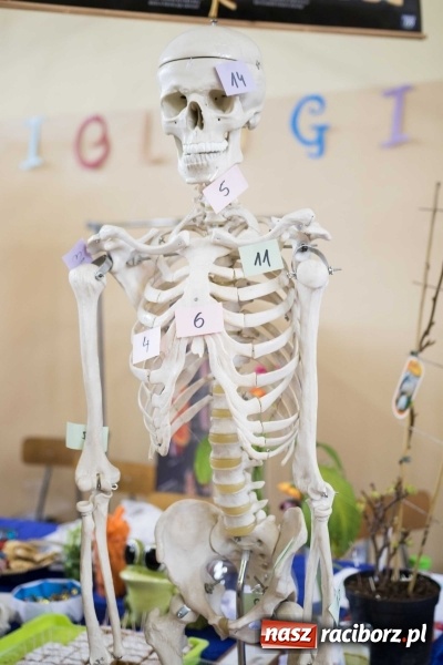 Zdjęcie w galerii na portalu naszraciborz.pl: Czarowanie gimnazjalist&oacute;w, czyli dni otwarte w raciborskich szkołach ponadgimnazjalnych wiadomości z regionu