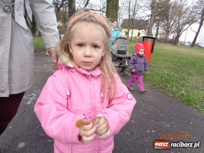 Zdjęcie w galerii na portalu naszraciborz.pl: Fiku-miku powitało już wiosnę  wiadomości z regionu