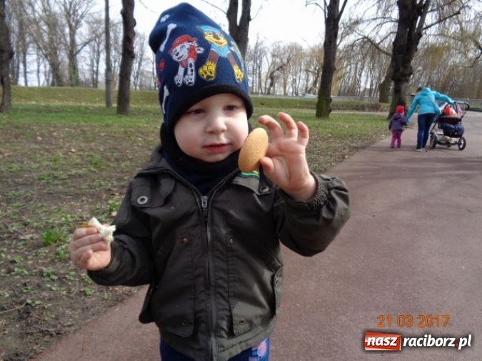 Zdjęcie w galerii na portalu naszraciborz.pl: Fiku-miku powitało już wiosnę  wiadomości z regionu