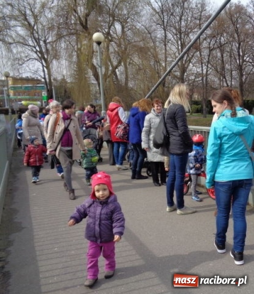 Zdjęcie w galerii na portalu naszraciborz.pl: Fiku-miku powitało już wiosnę  wiadomości z regionu