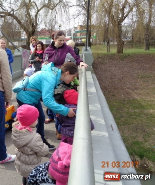 Zdjęcie w galerii na portalu naszraciborz.pl: Fiku-miku powitało już wiosnę  wiadomości z regionu