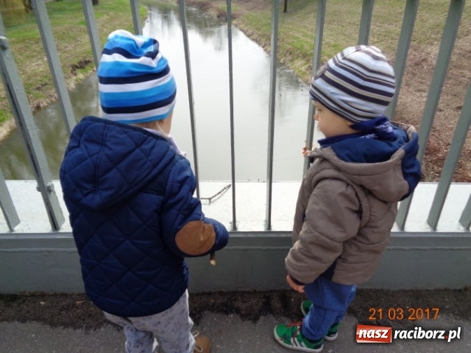 Zdjęcie w galerii na portalu naszraciborz.pl: Fiku-miku powitało już wiosnę  wiadomości z regionu