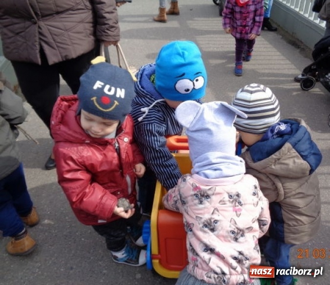 Zdjęcie w galerii na portalu naszraciborz.pl: Fiku-miku powitało już wiosnę  wiadomości z regionu