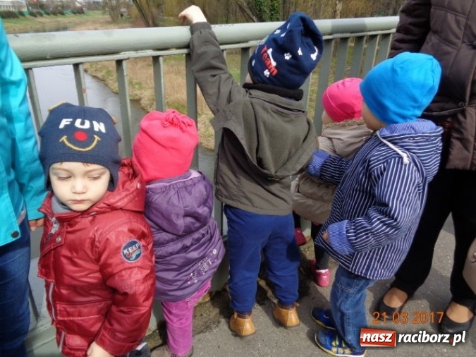Zdjęcie w galerii na portalu naszraciborz.pl: Fiku-miku powitało już wiosnę  wiadomości z regionu